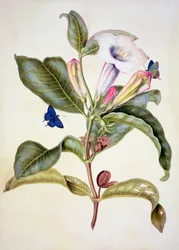 No.3055c Trn jablko (Datura Wrightii)